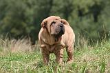 SHAR-PEI 815